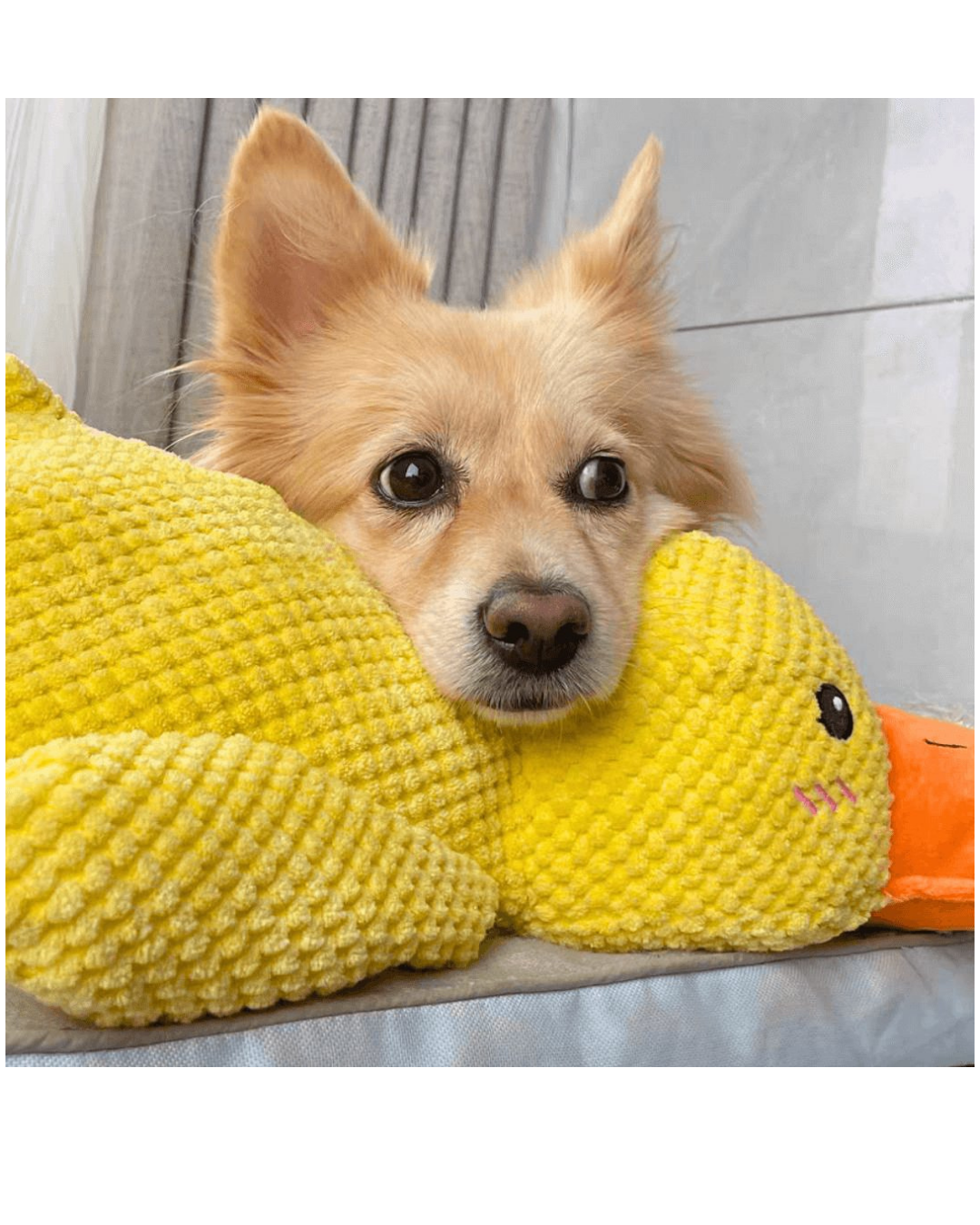 Sakinleştirici ördek oyuncak HuggyDuck